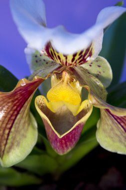 Kadının terlik orkidesi.