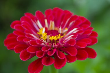 seçici odak ile kırmızı gerbera