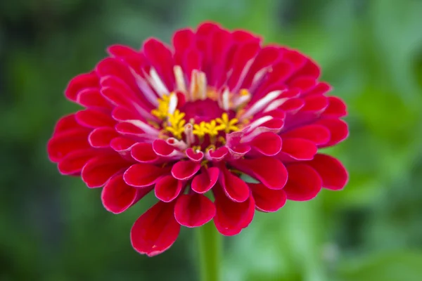 Red gerbera with selective focus — Stock Photo, Image