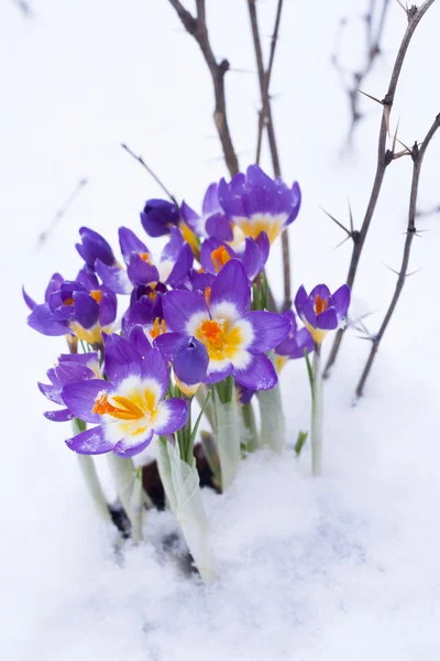 Wczesną wiosną fioletowy krokus — Zdjęcie stockowe