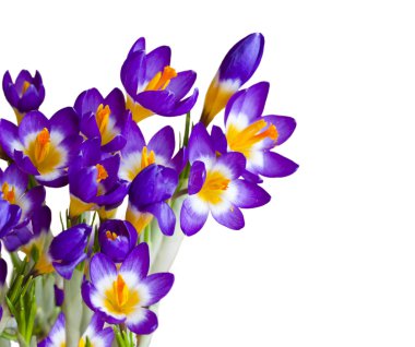 Bahar çiçekleri ıssız