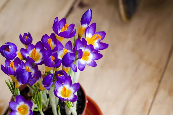 Spring flowers Crocus in the pot — Stock Photo, Image