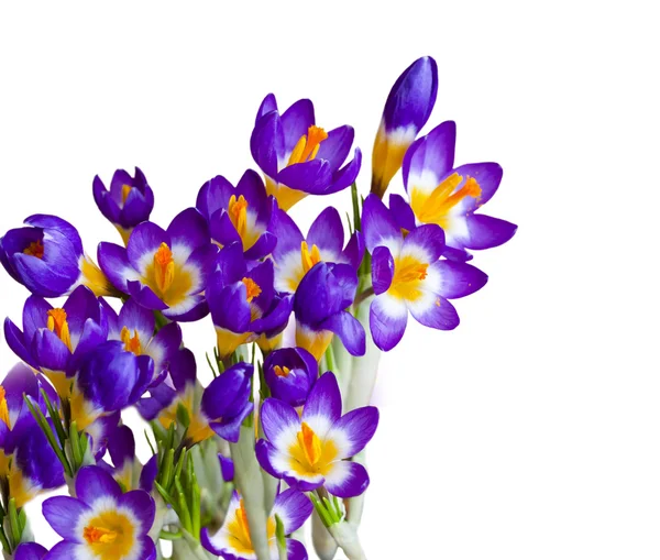 Bahar çiçekleri ıssız