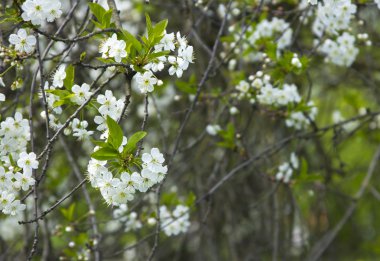 Kiraz ağacı çiçeği.