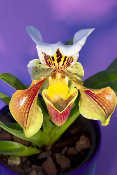 Orquídea chinelo da senhora isolado — Fotografia de Stock
