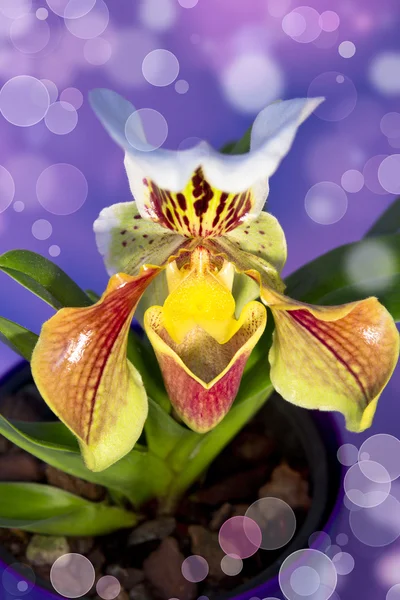 Lady's slipper orchid Isolated — Stock Photo, Image