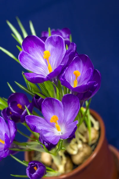 Early spring purple Crocus in the pot — Stock Photo, Image