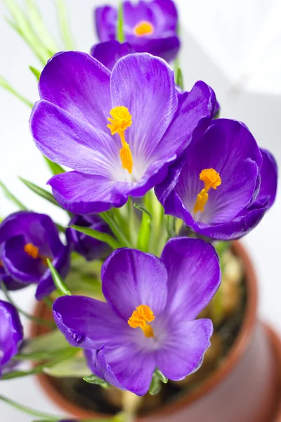 Flor de primavera temprana Crocus para Pascua —  Fotos de Stock