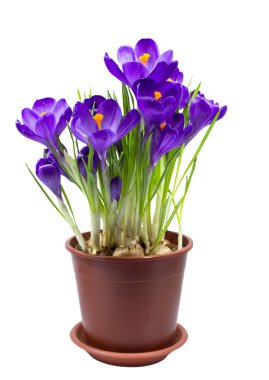 erken ilkbaharda çiçek Çiğdem izole