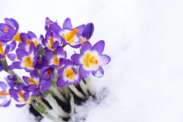 Early spring flower Crocus for Easter Stock Image