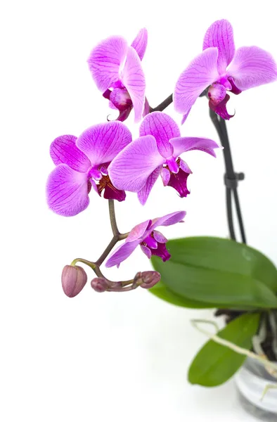 Růžová orchidej v hrnci — Stock fotografie