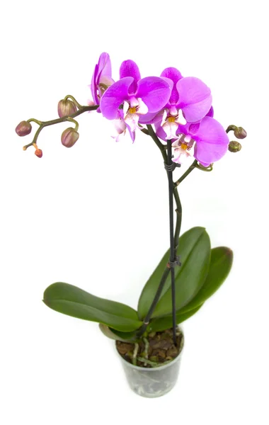 Pink orchid in the pot isolated