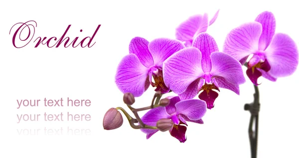 Rózsaszín orchidea elszigetelt — Stock Fotó