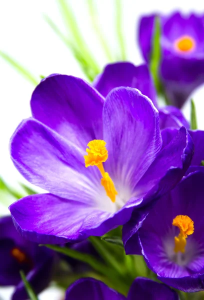 Inizio primavera viola Crocus — Foto Stock