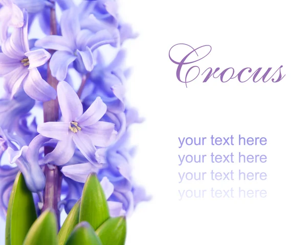 Violet flower hyacinth isolated — Stock Photo, Image