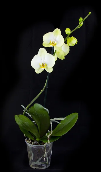 Yellow orchid in the pot — Stock Photo, Image