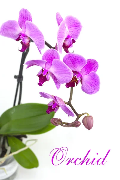 Orquídea rosa en la olla — Foto de Stock