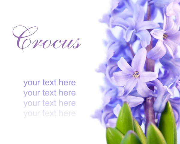 Fialový květ Hyacint, samostatný — Stock fotografie