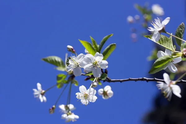 Kiraz ağacı çiçeği.