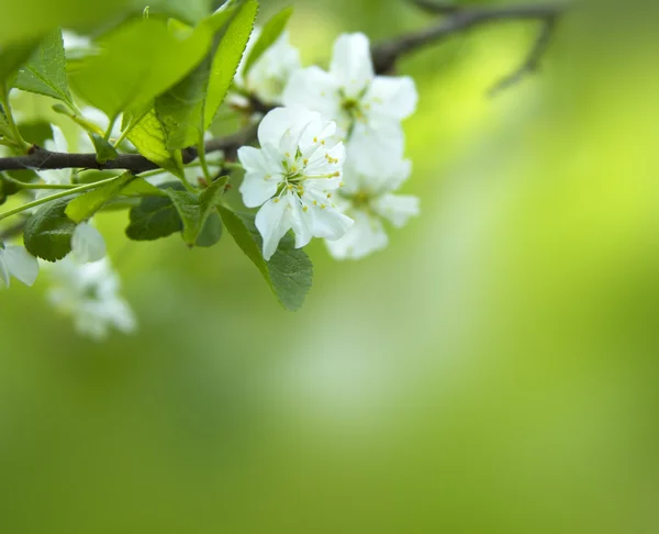 Fiore di ciliegio primo piano — Foto Stock