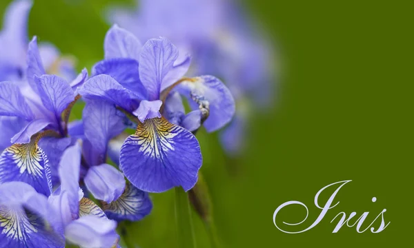Violet flower - iris — Stock Photo, Image