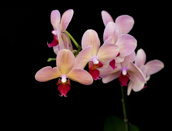 Brick red orchid — Stockfoto