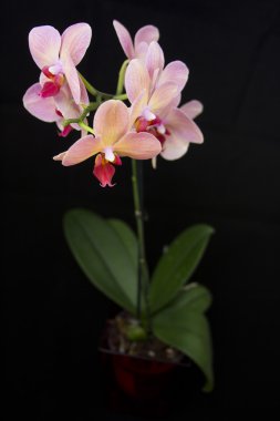 tuğla kırmızı orkide pota