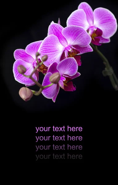 Pink orchid — Stockfoto