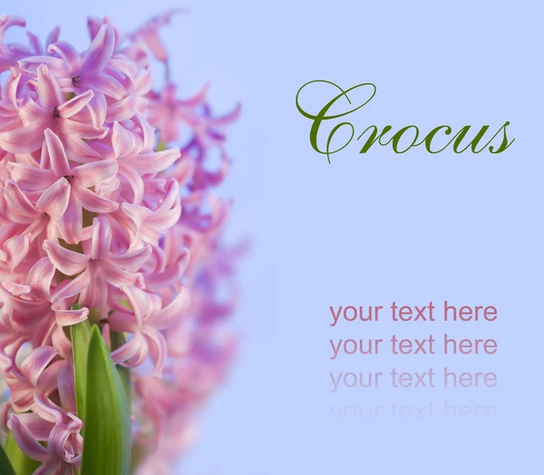 Roze bloem hyacint — Stockfoto