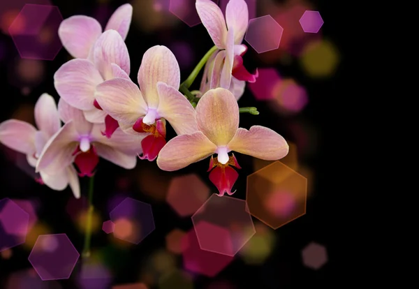 Ziegelrote Orchidee — Stockfoto