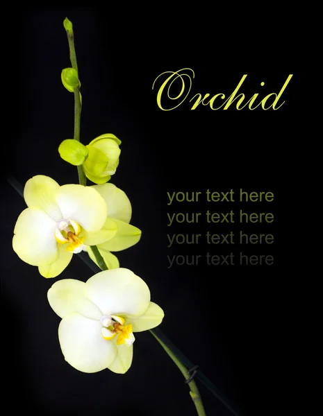 Schöne gelbe Orchidee — Stockfoto