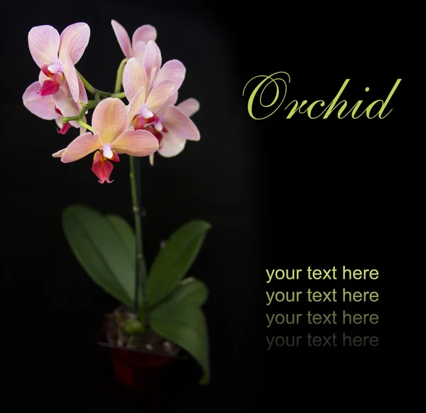 Brick red orchid in the pot — Stock Photo, Image