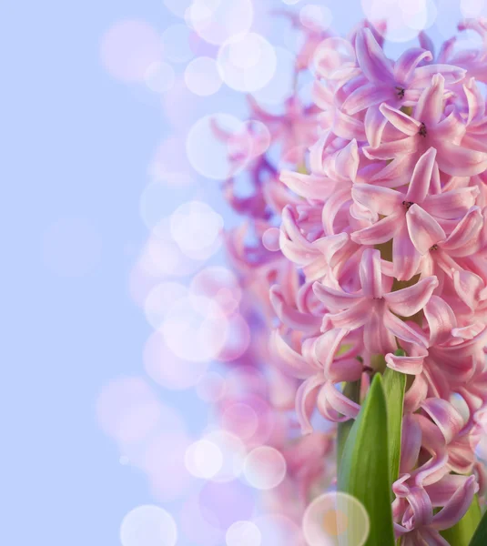 Pink flower hyacinth — Stock Photo, Image