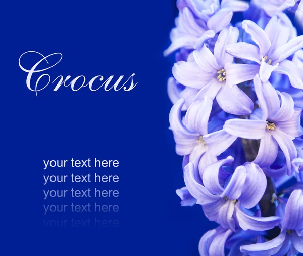 Violet hyacinth for Easter — Stock Photo, Image