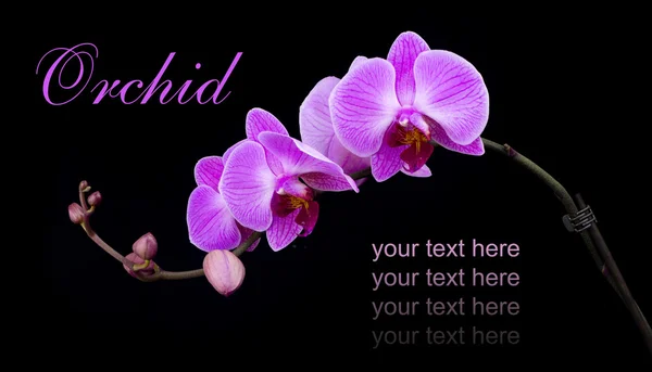 Curved pink orchid — Stock Photo, Image