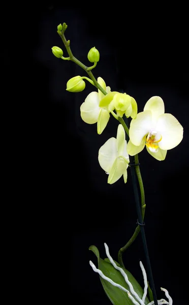 Orquídea amarela bonita — Fotografia de Stock