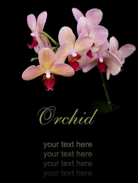 Brick red orchid — Stockfoto