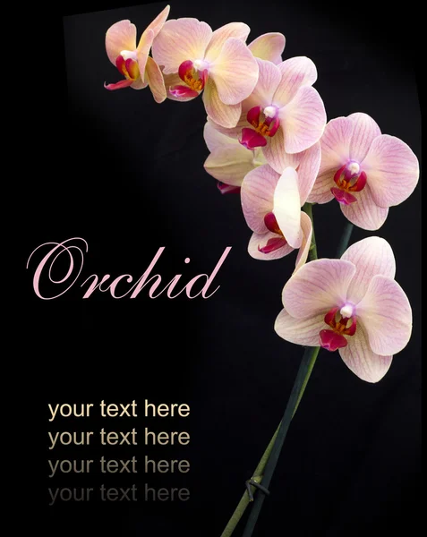 Brick red orchid — Stockfoto