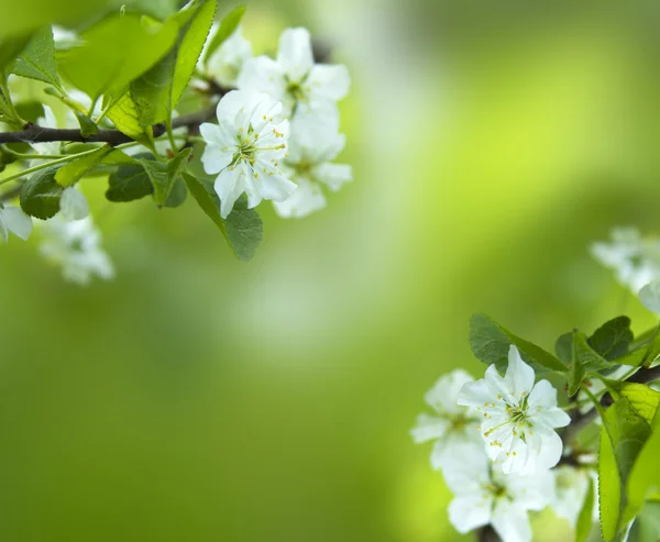 Cherry tree blossom close-up — Stock Photo, Image