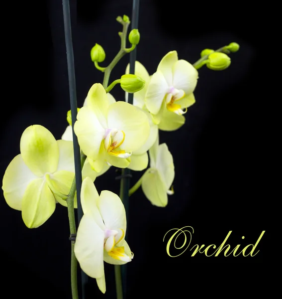 Groep van gele orchideeën — Stockfoto