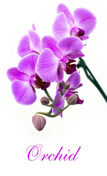 Рожеві орхідеї ізольованим — стокове фото