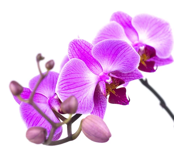 Orquídea rosa aislada — Foto de Stock