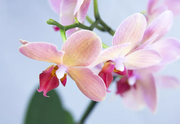Tegel röd orkidé — Stockfoto