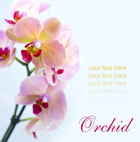 Brick red orchid — Stockfoto