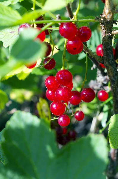 Red currants berries — Stock Photo, Image