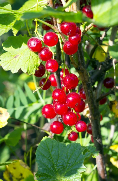 Red currants berries — Stock Photo, Image