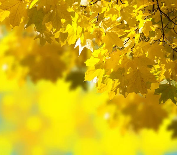 Herbstgelbe Blätter — Stockfoto