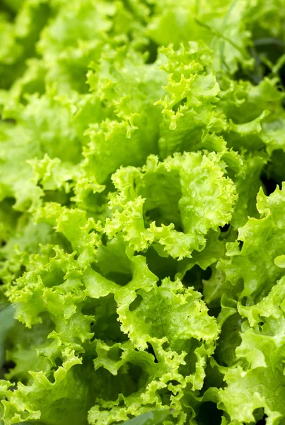 yeşil yapraklar arkaplan