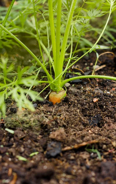 Olgun turuncu havuç