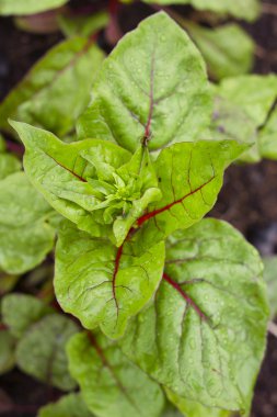 taze yeşil pazıAcelga verde fresco